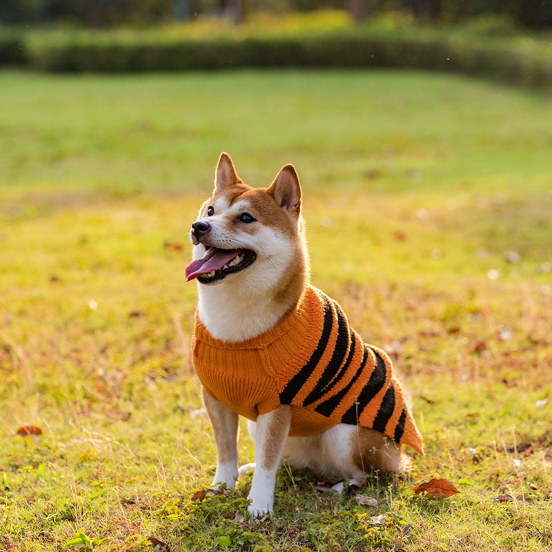 Halloween Dog Sweater